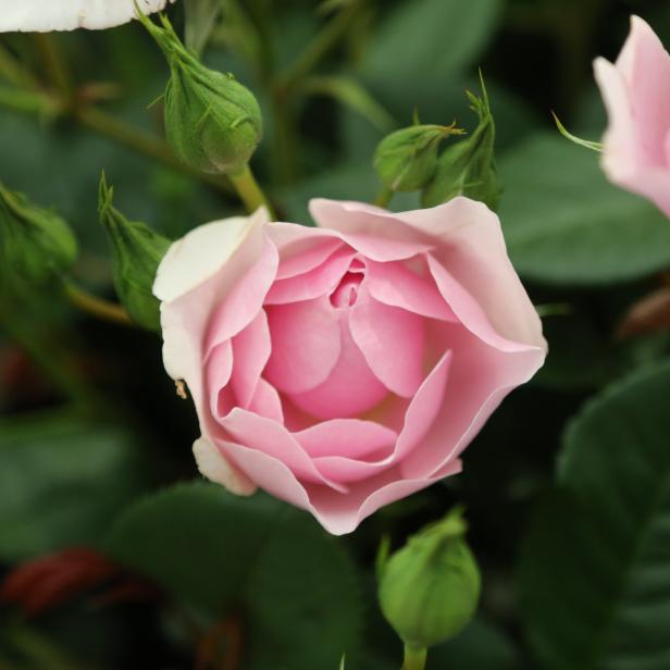 Pink Rose Bloom