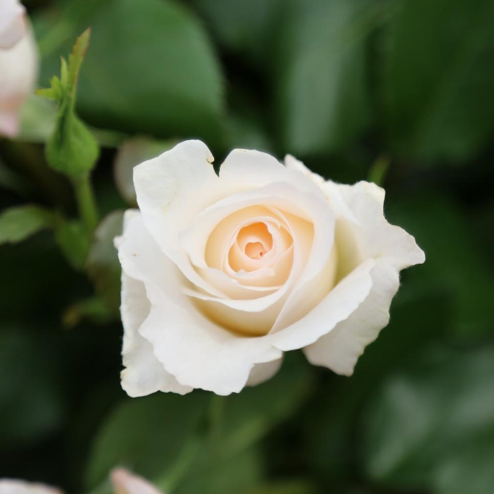 Wonderful Ways to Add White Flowers to Your Garden