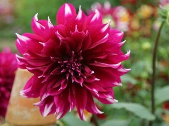 dahlia spectacular