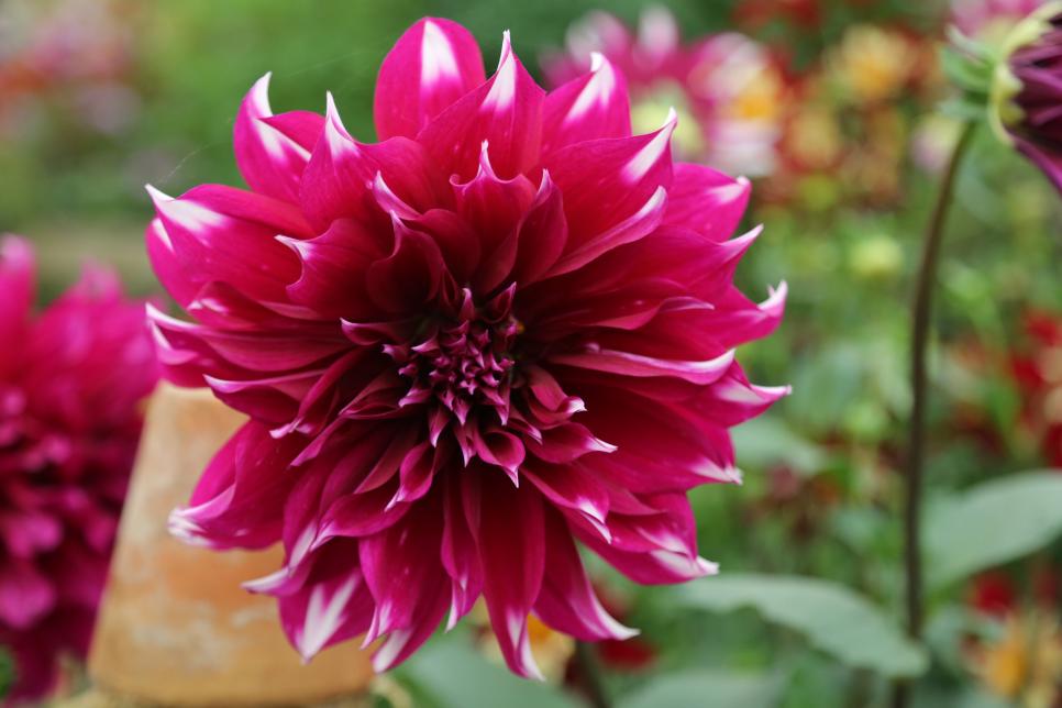Dahlia Varieties to Grow in Your Garden | HGTV