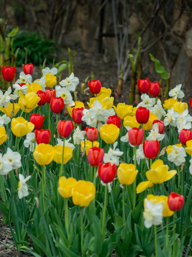 Mix of Tulips and Daffodils