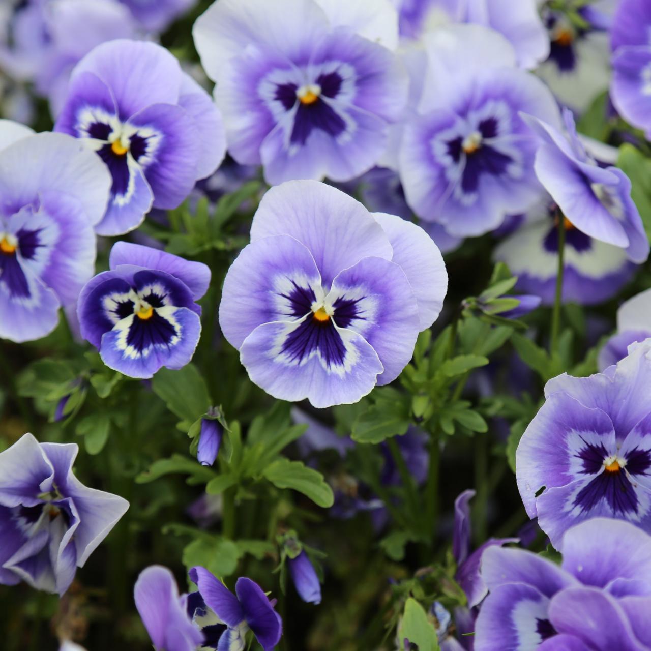 21 Annual Flowers for Year-Round Color