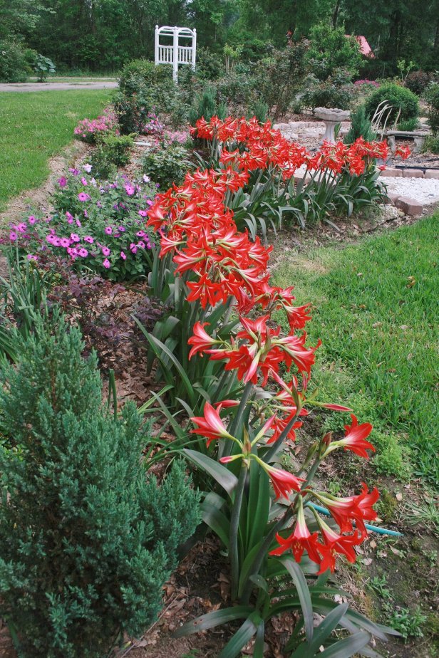 Amaryllis in the garden