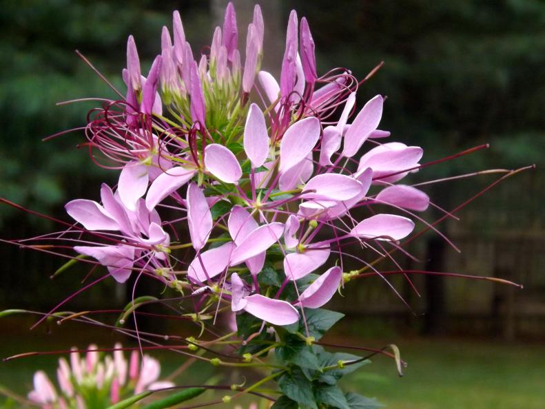 Cleome-I love its spidery quality.
