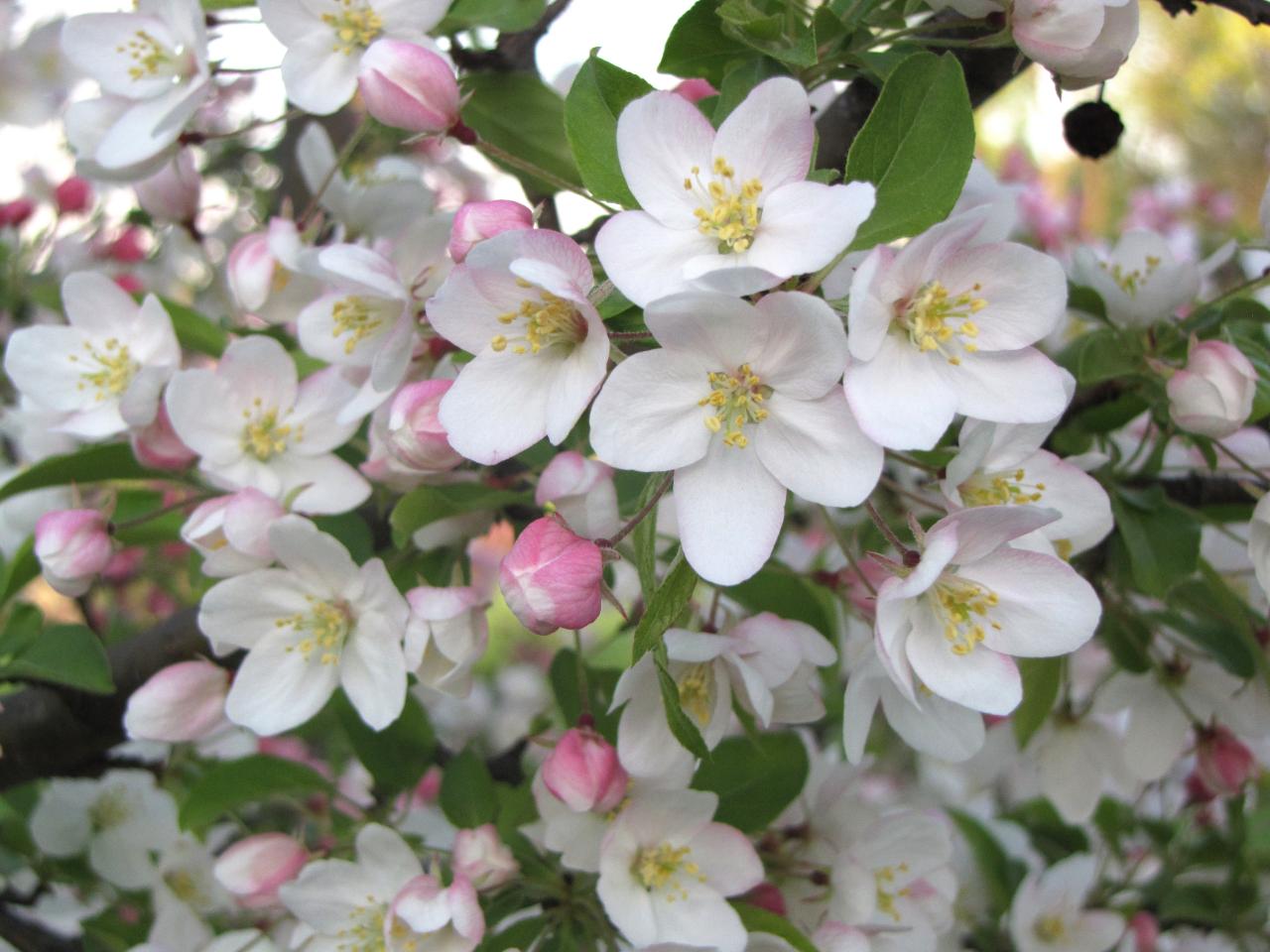 The Facts About Flowering Crabapple Tree Revealed