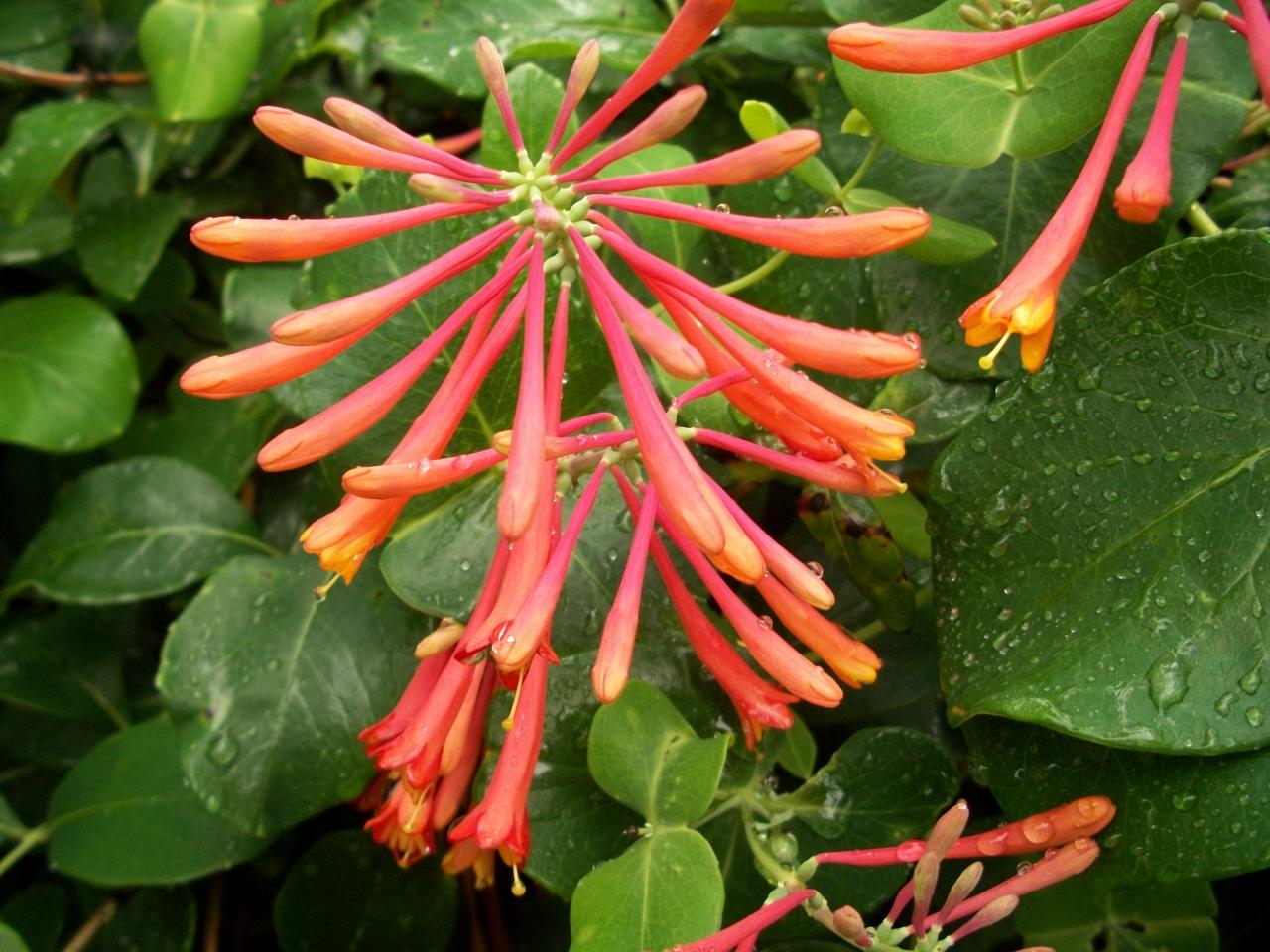 Consider Trumpet Vine As A Great Alternative To Invasive Honeysuckle Hgtv