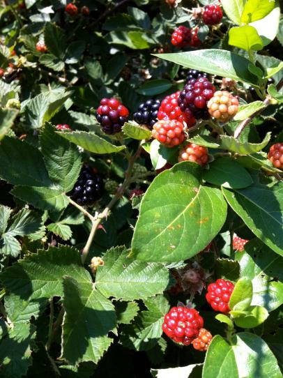 How To Get Rid Of Blackberry Brambles, Does Roundup Kill Wild Blackberries