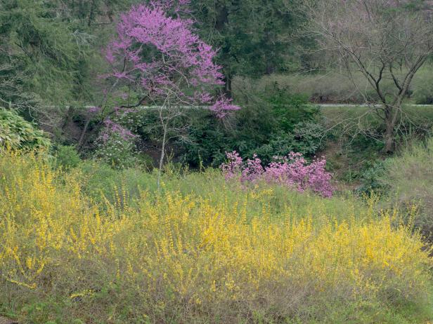 Yellow Forsythia and Pinkish-Purple Redbuds