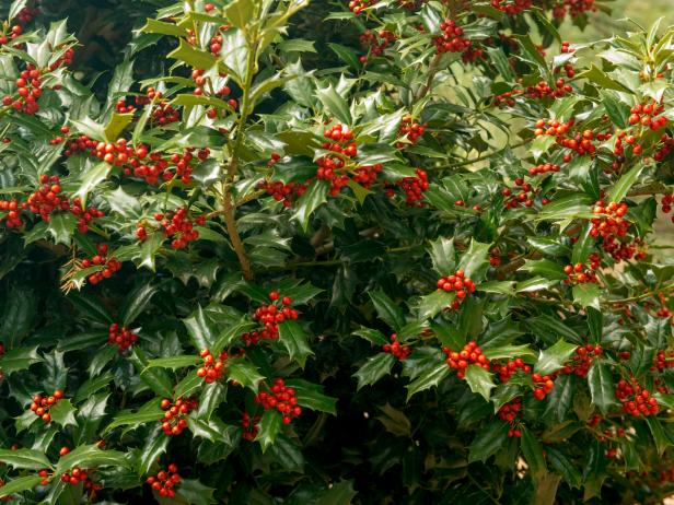 Holly Bush