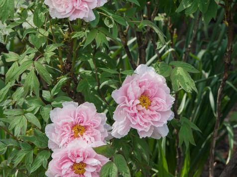 Peony Meaning: Learn Peony Symbolism