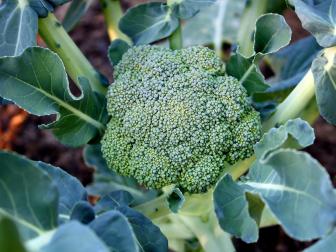 broccolicunew.jpg