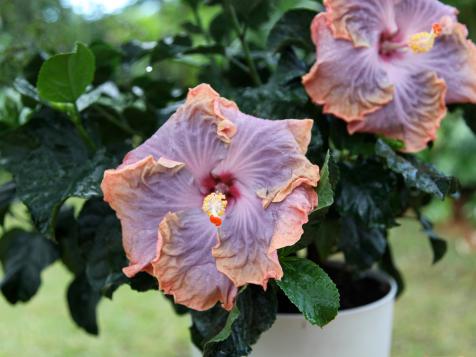 Tropical Flowers for Your Deck and Garden