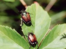 Voracious Japanese Beetles
