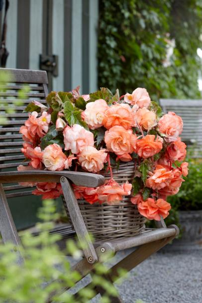Varieties Of Begonias And How To Care For Them Hgtv