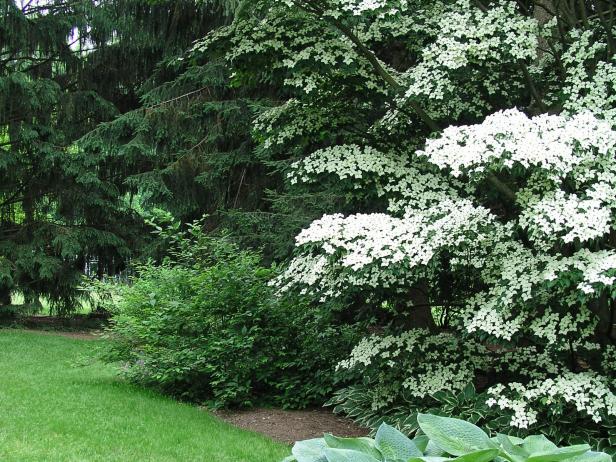 How to Help an Ailing Dogwood Tree | HGTV