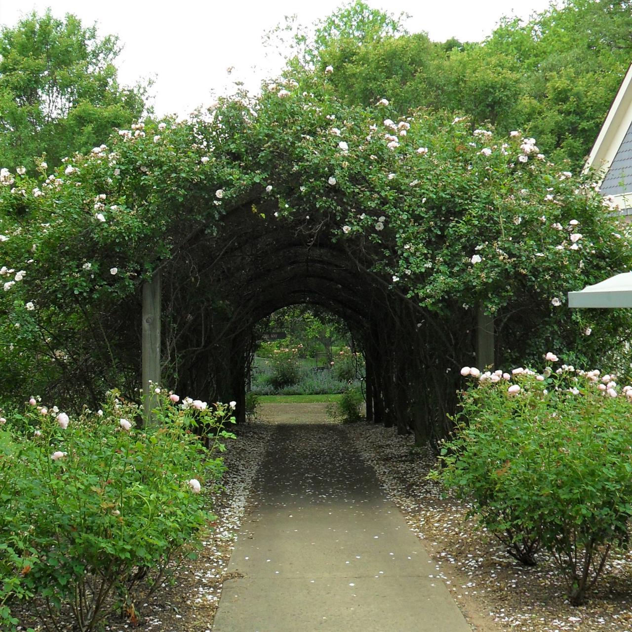 Goth Garden: Spooky and Beautiful - National Garden Bureau