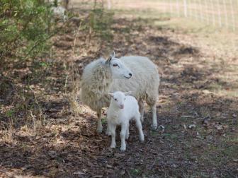 sheep and lamb