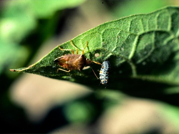 The stink bug is the name given to a family of insects known for emitting a foul odor as a defense mechanism.