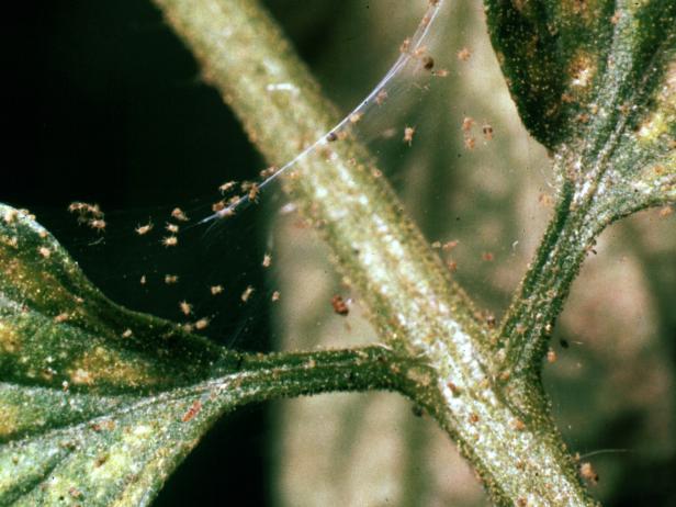 spider mite silk