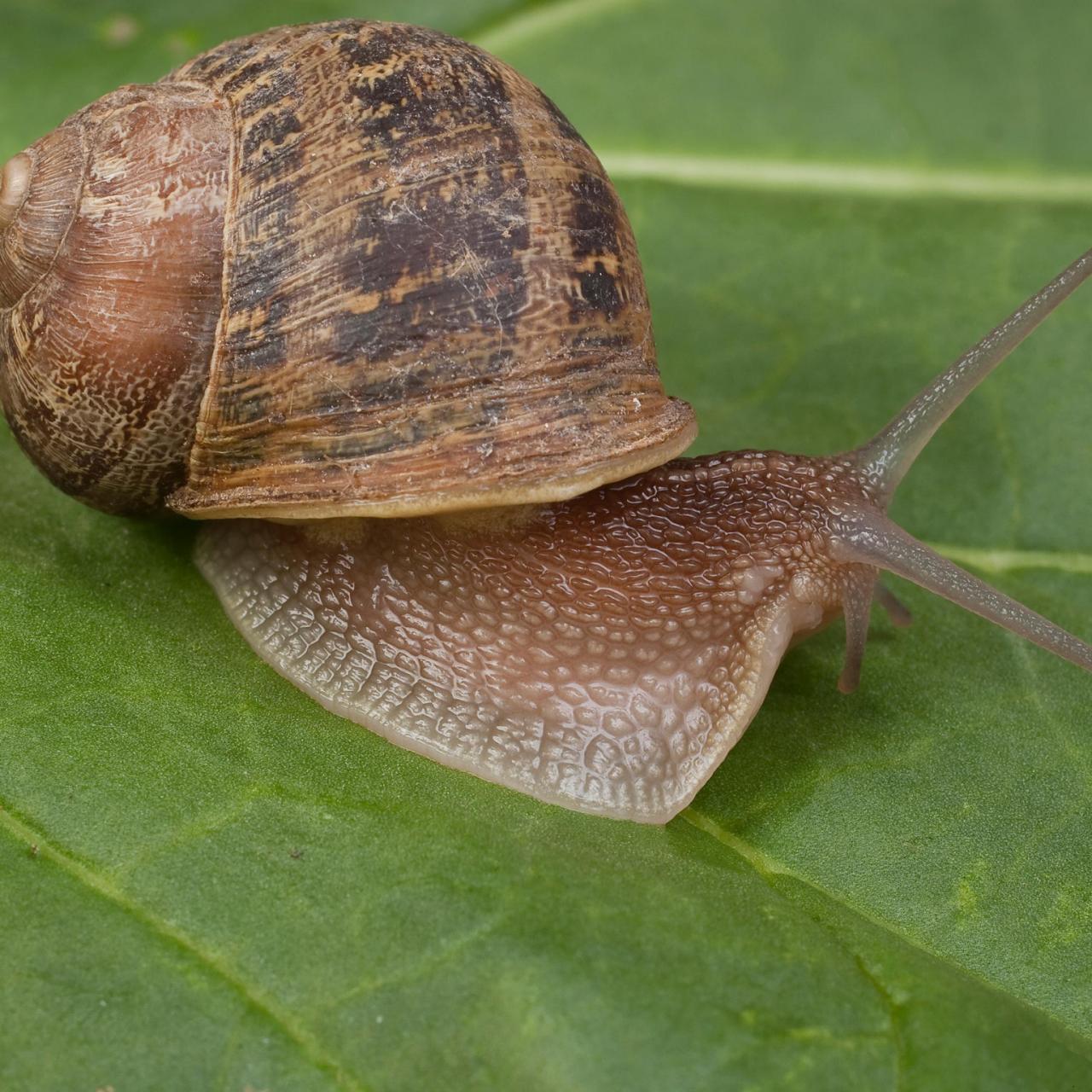 Slugs And Snails In The Garden Hgtv