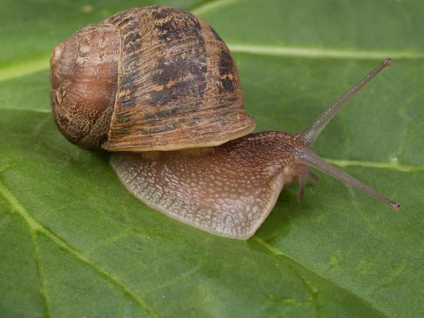 European brown garden snail