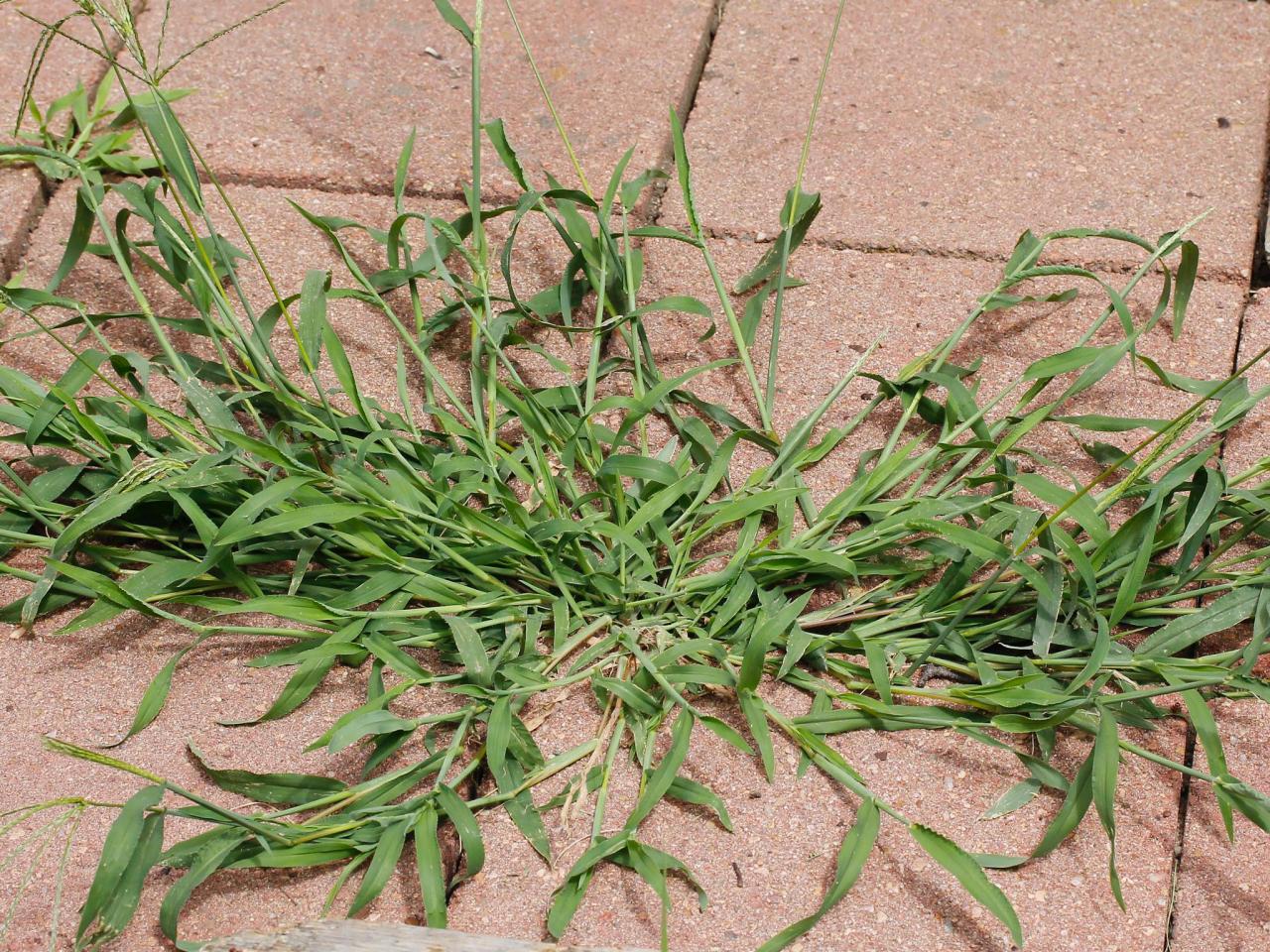 The Best Organic And Chemical Crabgrass Killers Of 2023 Hgtv