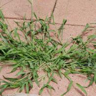Crabgrass