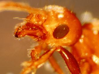 RIFA--Red Imported Fire Ant