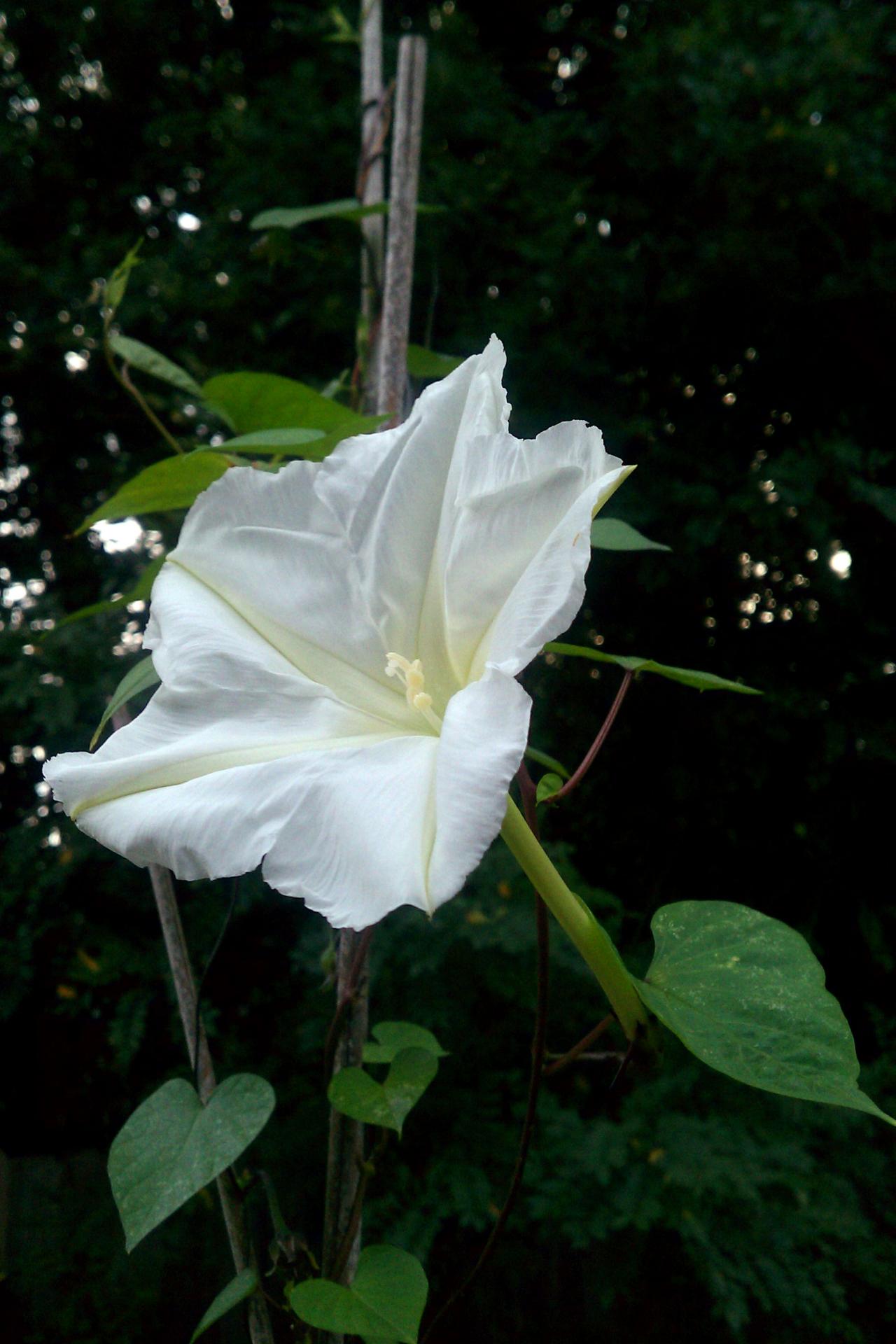 How To Grow And Care For Moonflowers Hgtv,How Long To Cook Chicken Breast In Oven At 350