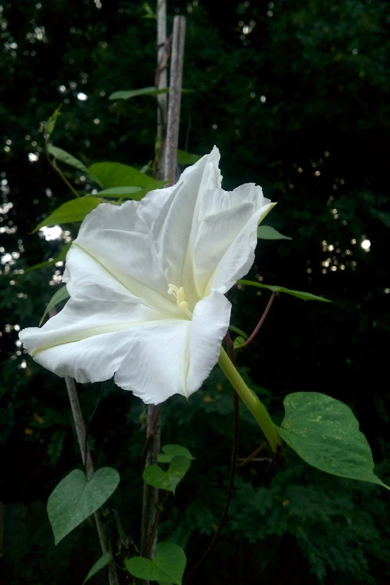 300dpi_moonflower_10_12.jpg