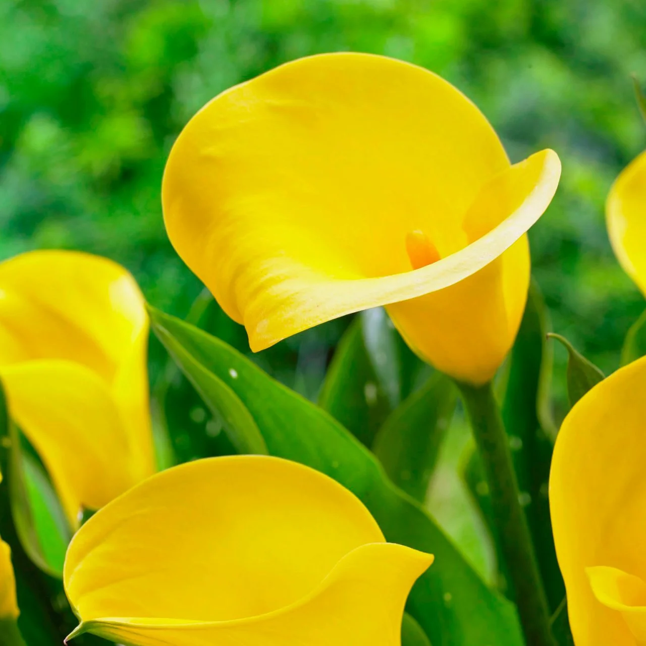 Calla Lily Bulbs | HGTV, image size:1280x1280