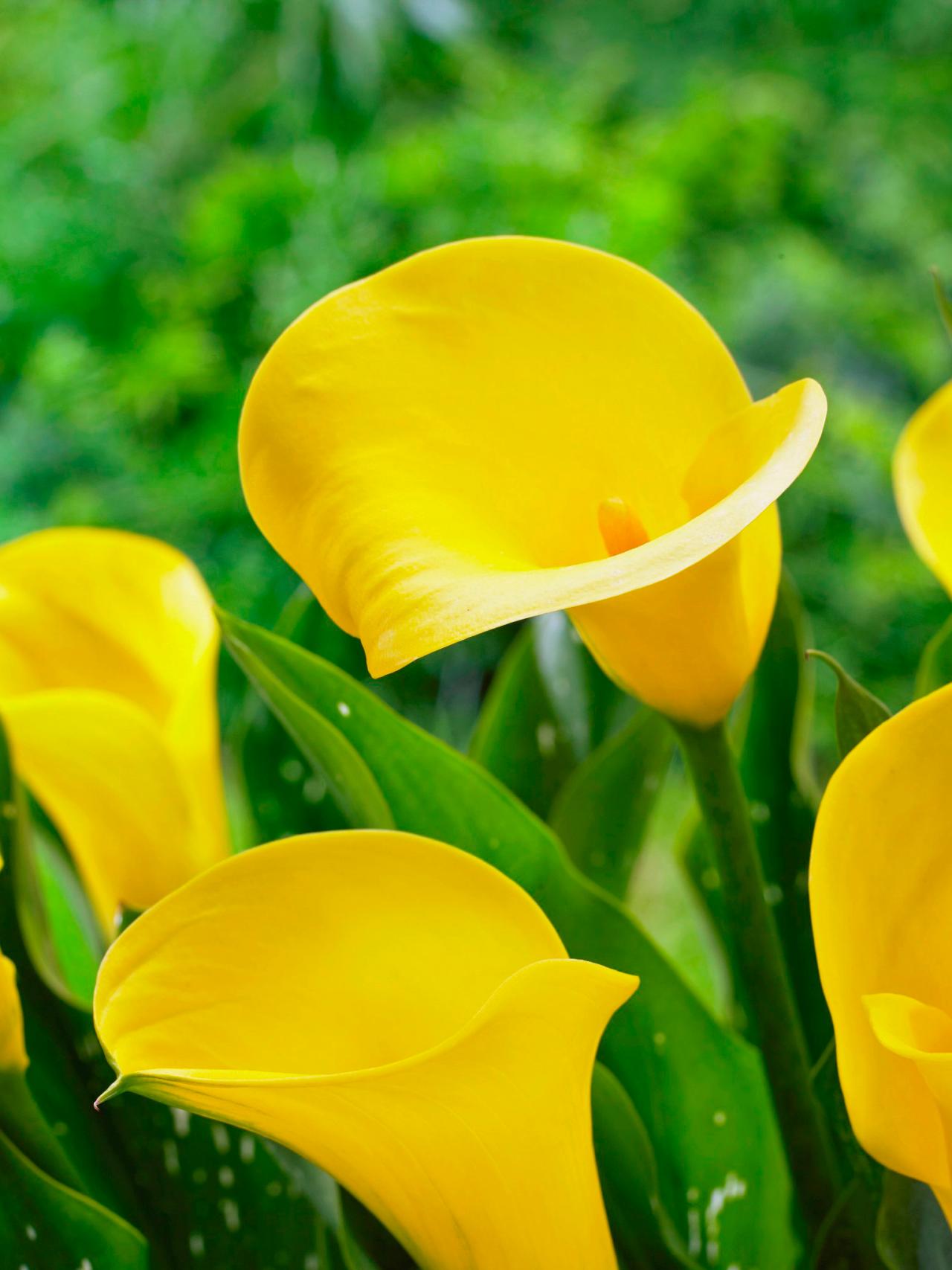 calla lily plant