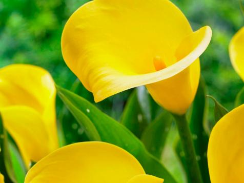 How to Grow Calla Lily Flowers