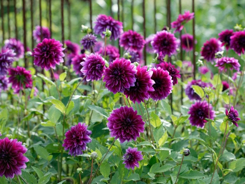 Plant Purple Flowers And Plants In Your Garden Hgtv