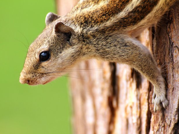 squirrel on tree