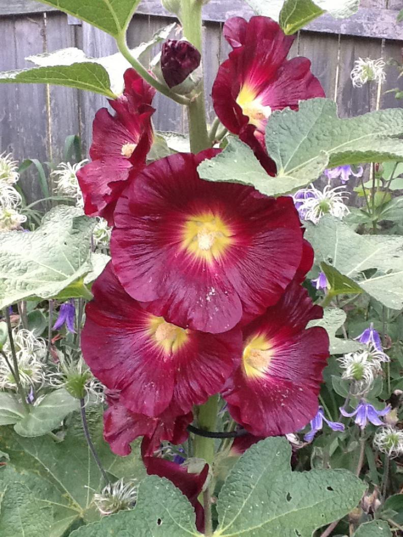 Black hollyhock