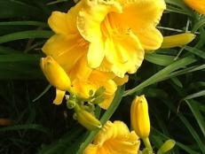 Day lilies are great fillers for flower beds, makes for less