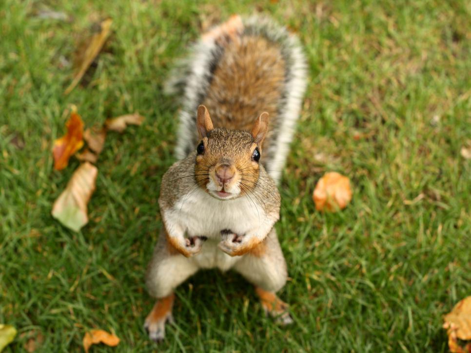A Gallery of Squirrels Doing Things They Shouldn't | HGTV