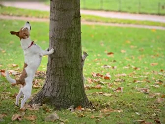 squirrel on tree