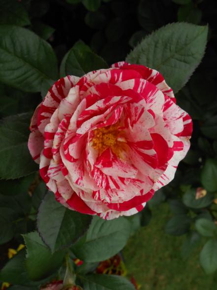 Floribunda Rose 'Scentimental'