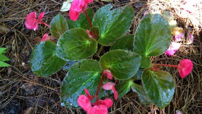 How to Propagate Begonias | HGTV