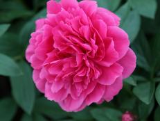 Learn how to bring these fragrant, fluffy peony flowers to your garden.