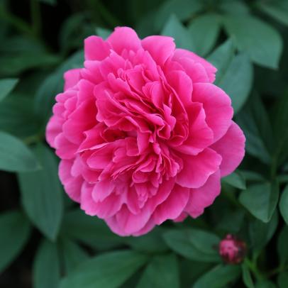 Red Peony Roots Perennial Double Petals Resistant Flower Big Blooms Fragrant Hot