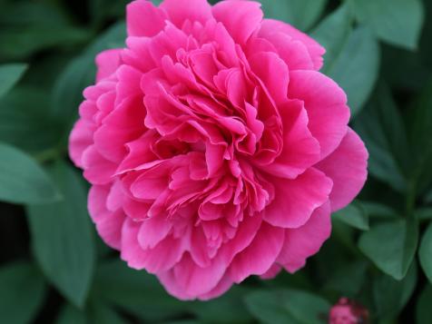 Peony Flowers: How to Plant and Care for Peonies
