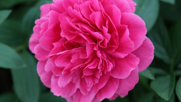 Top Tips for Peonies