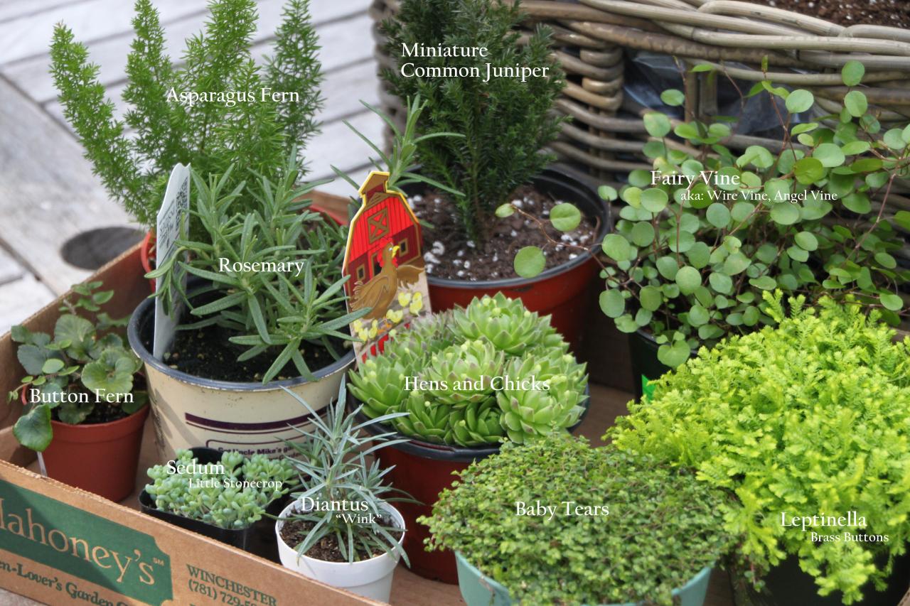 How To Make A Miniature Fairy Garden In A Container HGTV