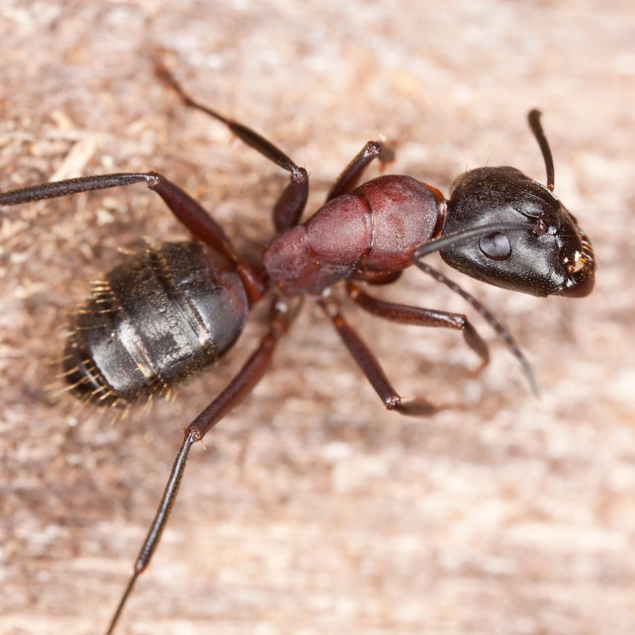 How To Get Rid Of Carpenter Ants Hgtv