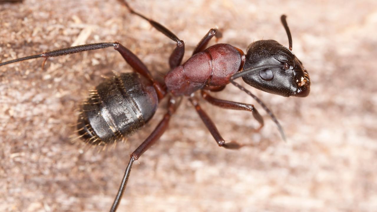 How to Get Rid of Carpenter Ants