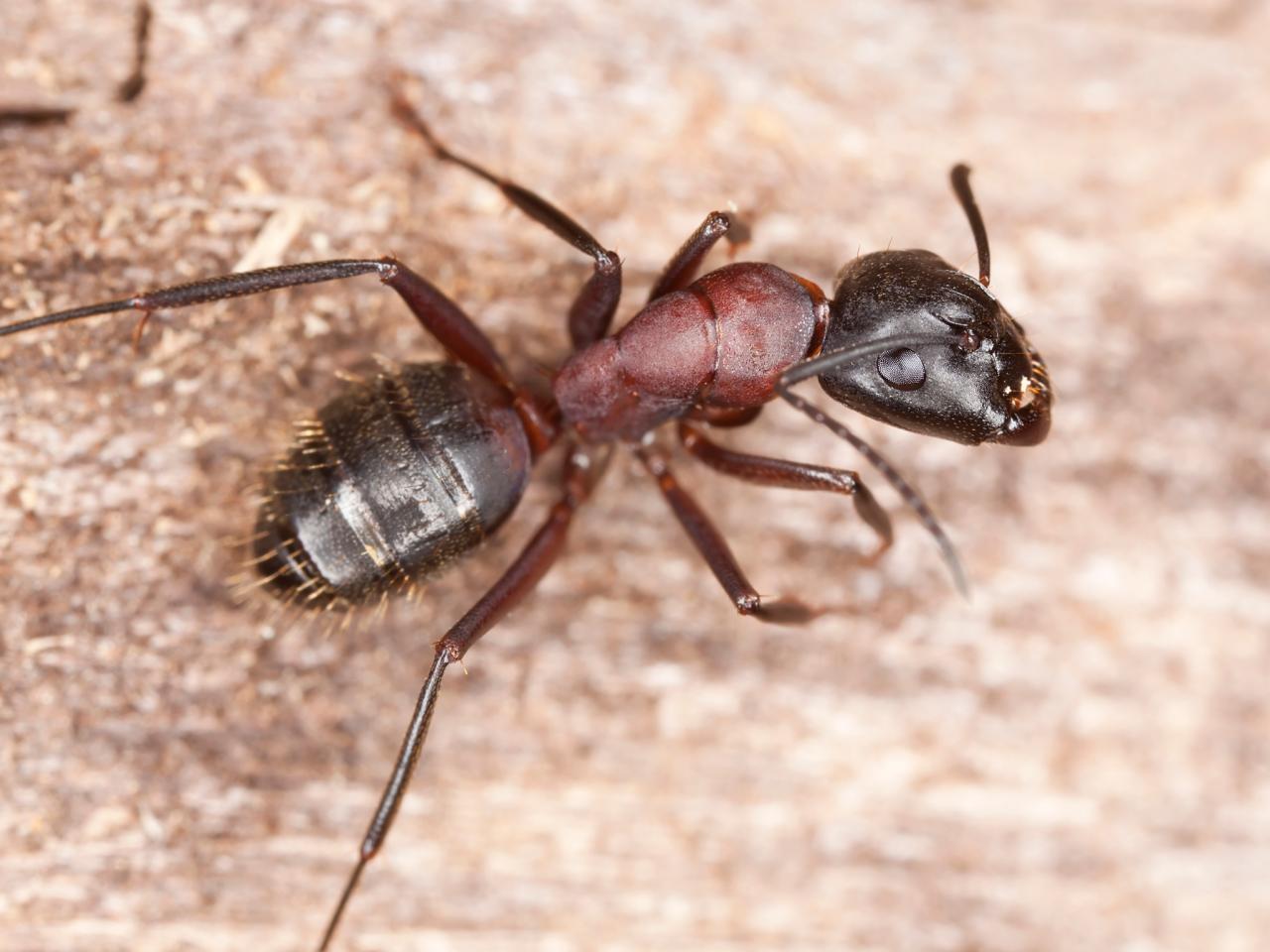 Large black outlet ants