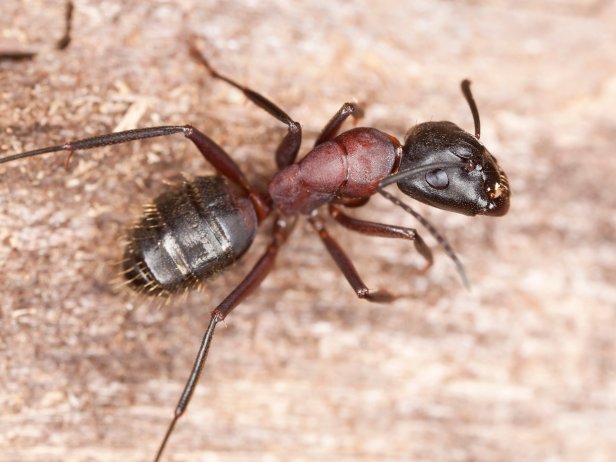 carpenter ant